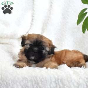 Pecan, Teddy Bear Puppy