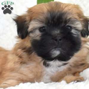 Pecan, Teddy Bear Puppy