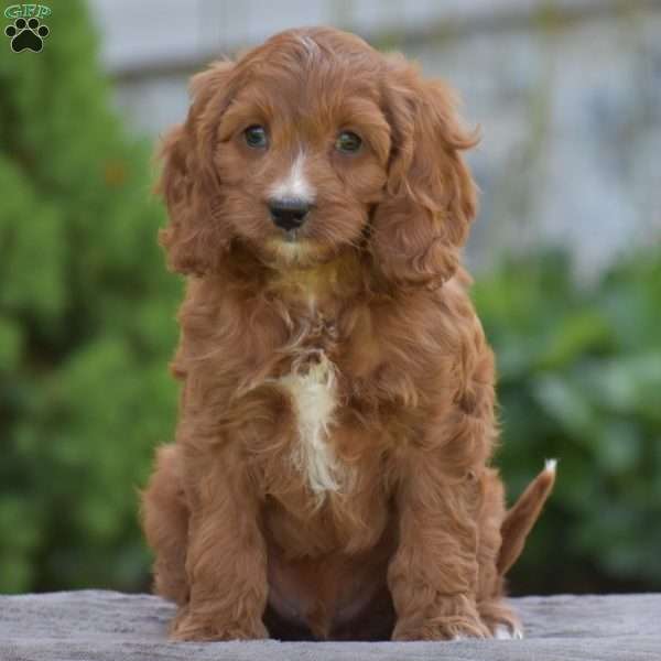 Pedro, Cavapoo Puppy