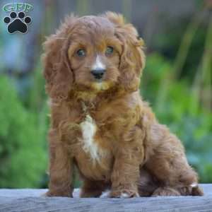 Pedro, Cavapoo Puppy