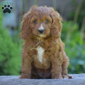 Pedro, Cavapoo Puppy