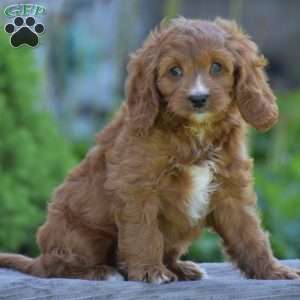 Pedro, Cavapoo Puppy