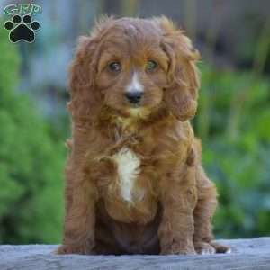 Pedro, Cavapoo Puppy