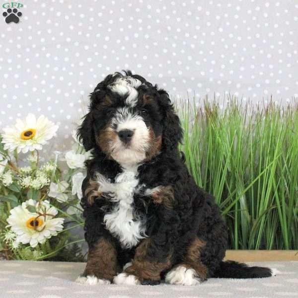 Peggy, Mini Bernedoodle Puppy