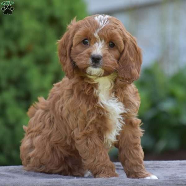 Penelope, Cavapoo Puppy