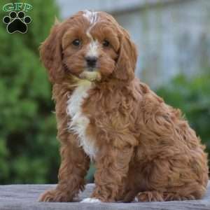 Penelope, Cavapoo Puppy