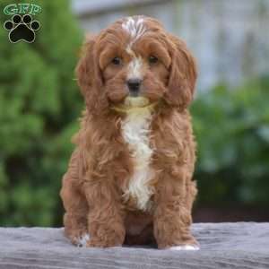 Penelope, Cavapoo Puppy