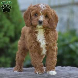 Penelope, Cavapoo Puppy