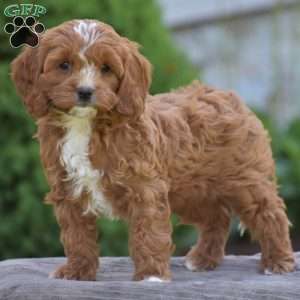 Penelope, Cavapoo Puppy