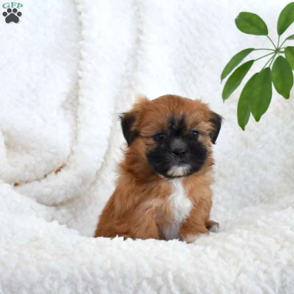 Penny, Teddy Bear Puppy