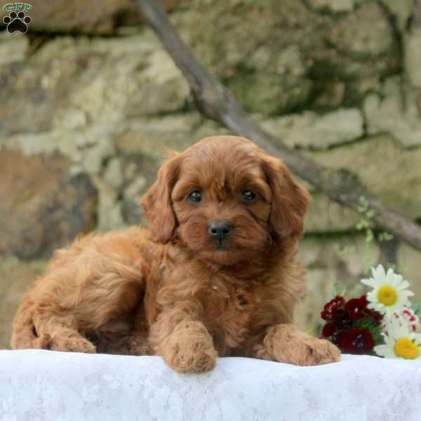 Penny, Cavapoo Puppy