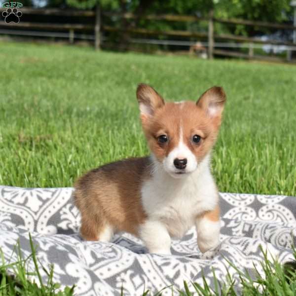 Penny, Pembroke Welsh Corgi Puppy