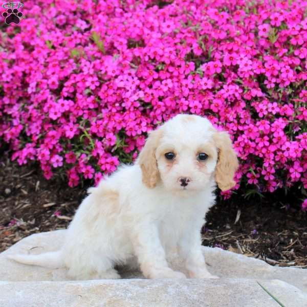 Penny, Cavapoo Puppy