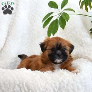 Penny, Teddy Bear Puppy