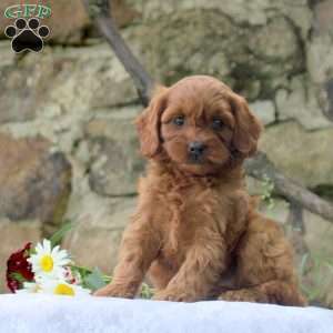Penny, Cavapoo Puppy