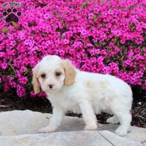 Penny, Cavapoo Puppy