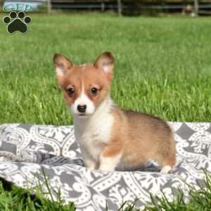 Penny, Pembroke Welsh Corgi Puppy