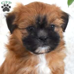 Penny, Teddy Bear Puppy