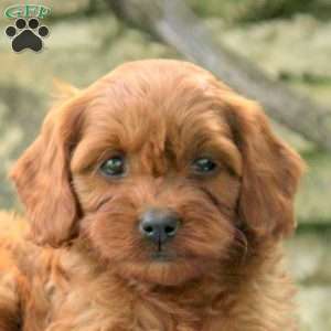 Penny, Cavapoo Puppy