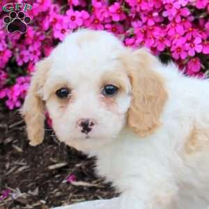 Penny, Cavapoo Puppy