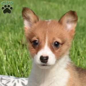 Penny, Pembroke Welsh Corgi Puppy