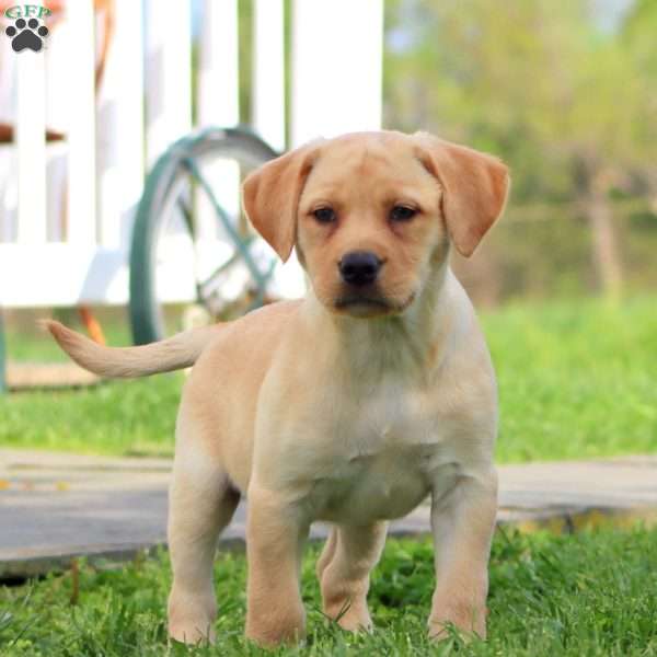 Penny, Yellow Labrador Retriever Puppy