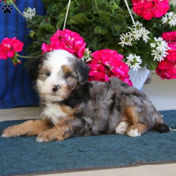 Penny, Mini Bernedoodle Puppy