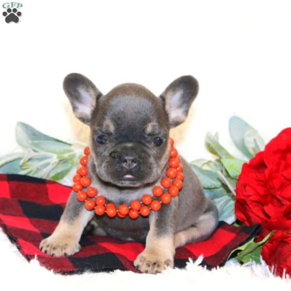 Penny, French Bulldog Puppy