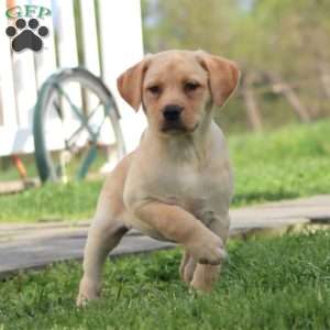 Penny, Yellow Labrador Retriever Puppy