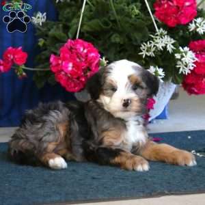 Penny, Mini Bernedoodle Puppy