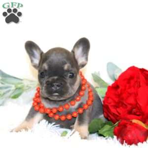 Penny, French Bulldog Puppy