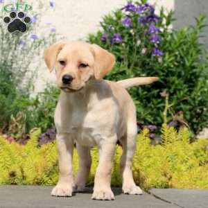 Penny, Yellow Labrador Retriever Puppy