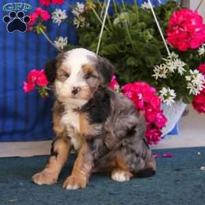 Penny, Mini Bernedoodle Puppy