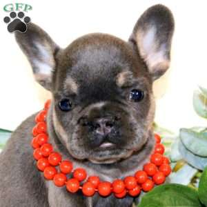 Penny, French Bulldog Puppy