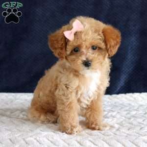 Penny, Toy Poodle Puppy