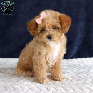 Penny, Toy Poodle Puppy