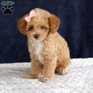 Penny, Toy Poodle Puppy