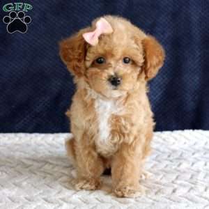 Penny, Toy Poodle Puppy