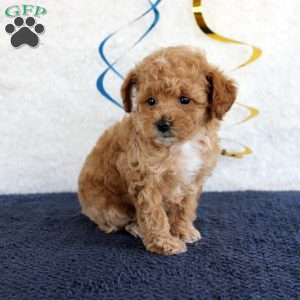 Penny, Toy Poodle Puppy