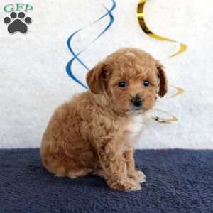 Penny, Toy Poodle Puppy