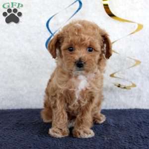 Penny, Toy Poodle Puppy