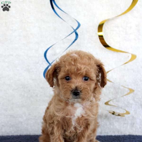 Penny, Toy Poodle Puppy