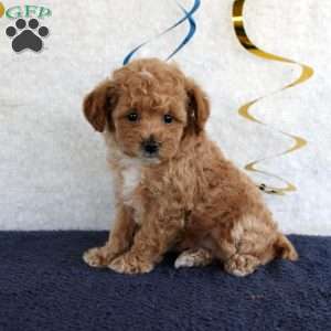 Penny, Toy Poodle Puppy