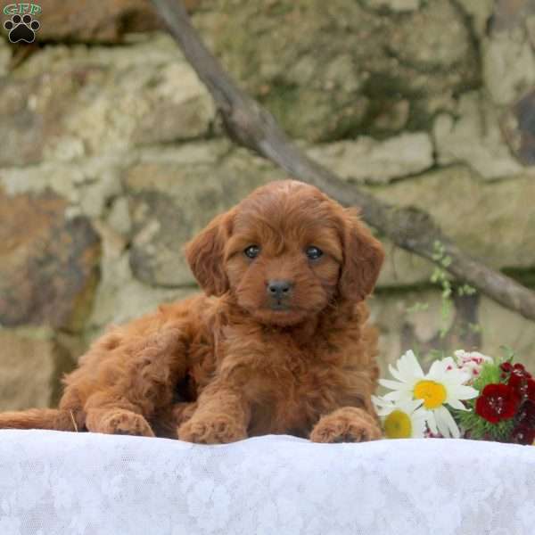 Pepper, Cavapoo Puppy