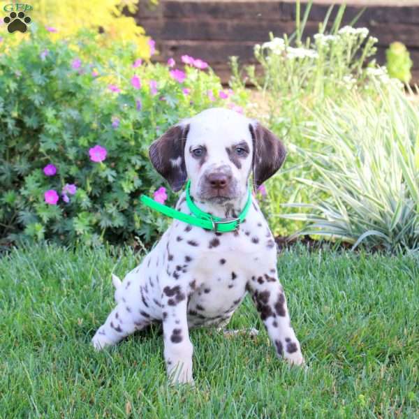 Pepper, Dalmatian Puppy