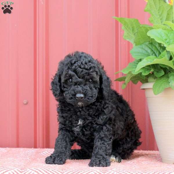 Pepper, Miniature Poodle Puppy
