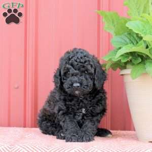 Pepper, Miniature Poodle Puppy