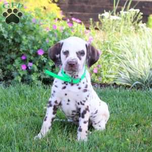 Pepper, Dalmatian Puppy