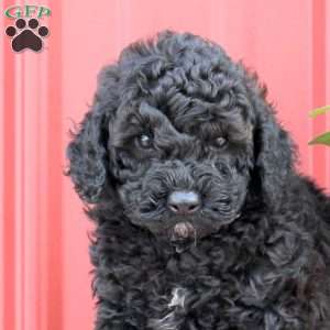 Pepper, Miniature Poodle Puppy