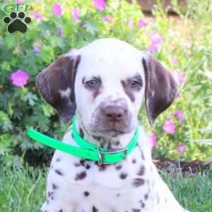 Pepper, Dalmatian Puppy